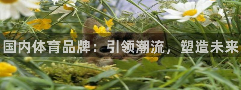 球王会体育：国内体育品牌：引领潮流，塑造未来